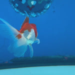 Thai Oranda Red/White 2" Female (CK-1562)R3A09