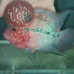 (CHAMP-238) Super Red Dragon Flowerhorn 4.5 inch