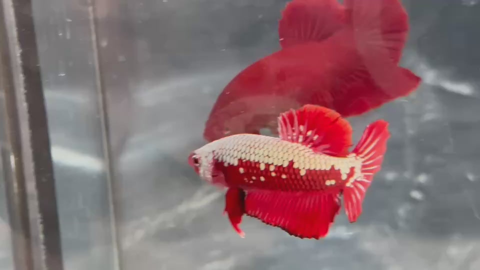 Live Male Betta Red Samurai Plakat Very Rare(TNK-A359) High quality what you see what you get!!