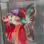 Live Male Betta Candy Nemo Over Halfmoon (TNK-A666)S020 High quality what you see what you get!!