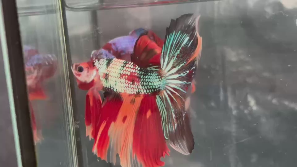 Live Male Betta Candy Nemo Over Halfmoon (TNK-A666) High quality what you see what you get!!