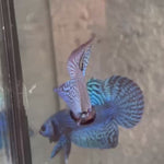 Live Male Betta Blue Alien Hybrid Wild Plakat (BID-166) High quality What you see What you get!!