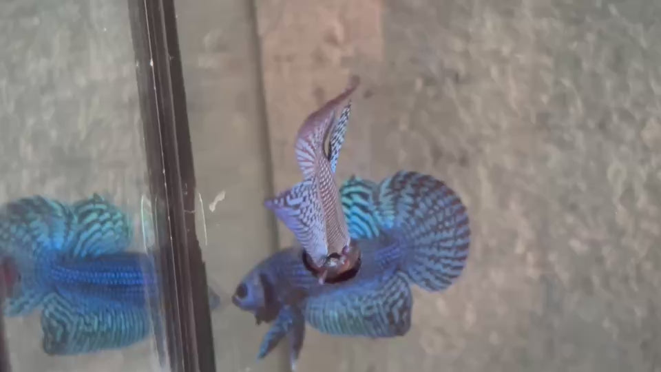 Live Male Betta Blue Alien Hybrid Wild Plakat (BID-166) S115 High quality What you see What you get!!
