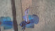 Live Male Betta Blue Alien Hybrid Wild Plakat (BID-166) S115 High quality What you see What you get!!