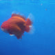 Thai Jumbo Oranda Red & White 4.5in Female (FEB-242)R2A13