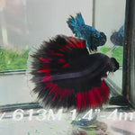 Live Male Betta Fancy Red Devil Halfmoon (Sky-613) High quality what you see what you get!!