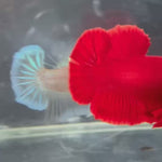 Live Male Betta Super Red Solid color Plakat (TNK-A694) High quality what you see what you get!!