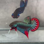Live Male Betta Green Red Original Imbellis Wild Plakat (BID-184) High quality what you see what you get!!