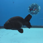 Thai Ranchu Jet Black 4 in Body Female (FEB-539)R3A03