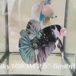 Live Male Betta Black Copper Galaxy Koi Giants Plakat (Sky-1083)S309 High quality What you see What you get!!