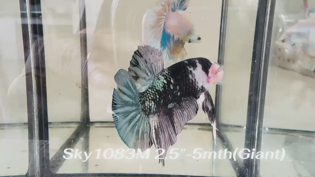 Live Male Betta Black Copper Galaxy Koi Giants Plakat (Sky-1083) High quality What you see What you get!!