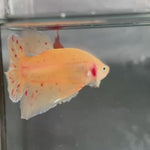 Live Male Betta Yellow Vanda Armageddon Plakat (TNK-A693) High quality what you see what you get!!