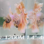 Live Male Betta Fancy Yellow Light colors Halfmoon Rosetail (Sky-1200) High quality what you see what you get!!