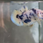 Live Male Betta Blue Marble Polkadot Plakat (TNK-A716) High quality what you see what you get!!