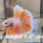 Live Male Betta Fancy Yellow Light Colors Over Halfmoon (Sky-646) High quality what you see what you get!!