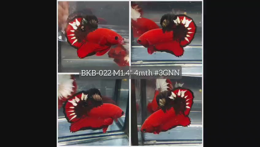 Live Male Betta Fancy Red Hellboy Plakat (BKB-022) High quality what you see what you get!!