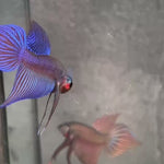 Live Male Betta Blue Samaragdina Hybrid Wild Plakat (BID-174) High quality what you see what you get!!