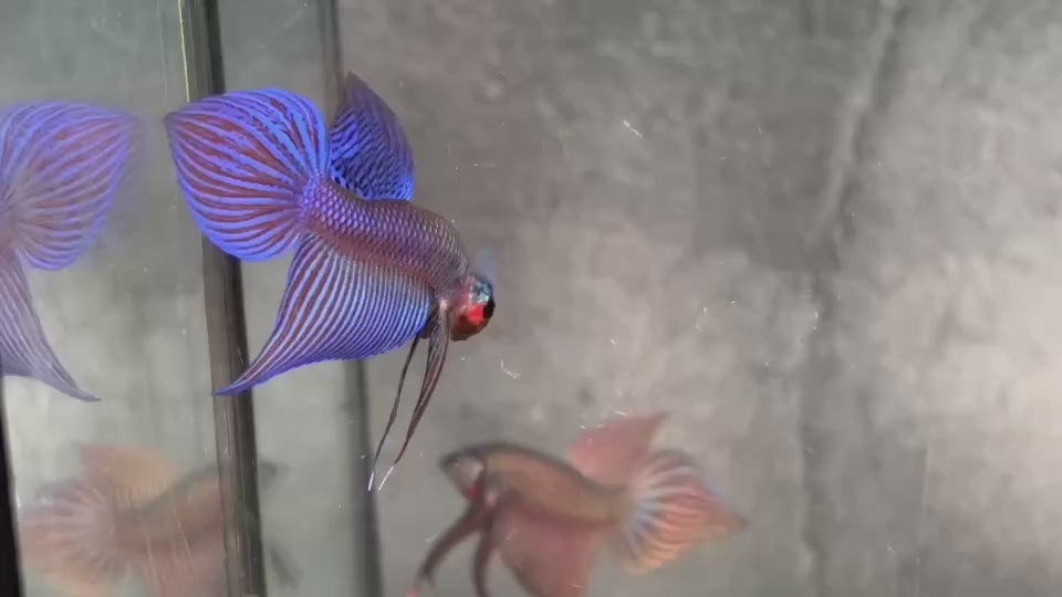Live Male Betta Blue Samaragdina Hybrid Wild Plakat (BID-174) S177 High quality what you see what you get!!