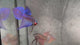 Live Male Betta Blue Samaragdina Hybrid Wild Plakat (BID-174) S177 High quality what you see what you get!!