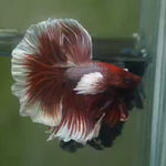 Live Male Betta Red Salamander Dumbo big ear Halfmoon (MKP-536) High quality What you see what you get!!