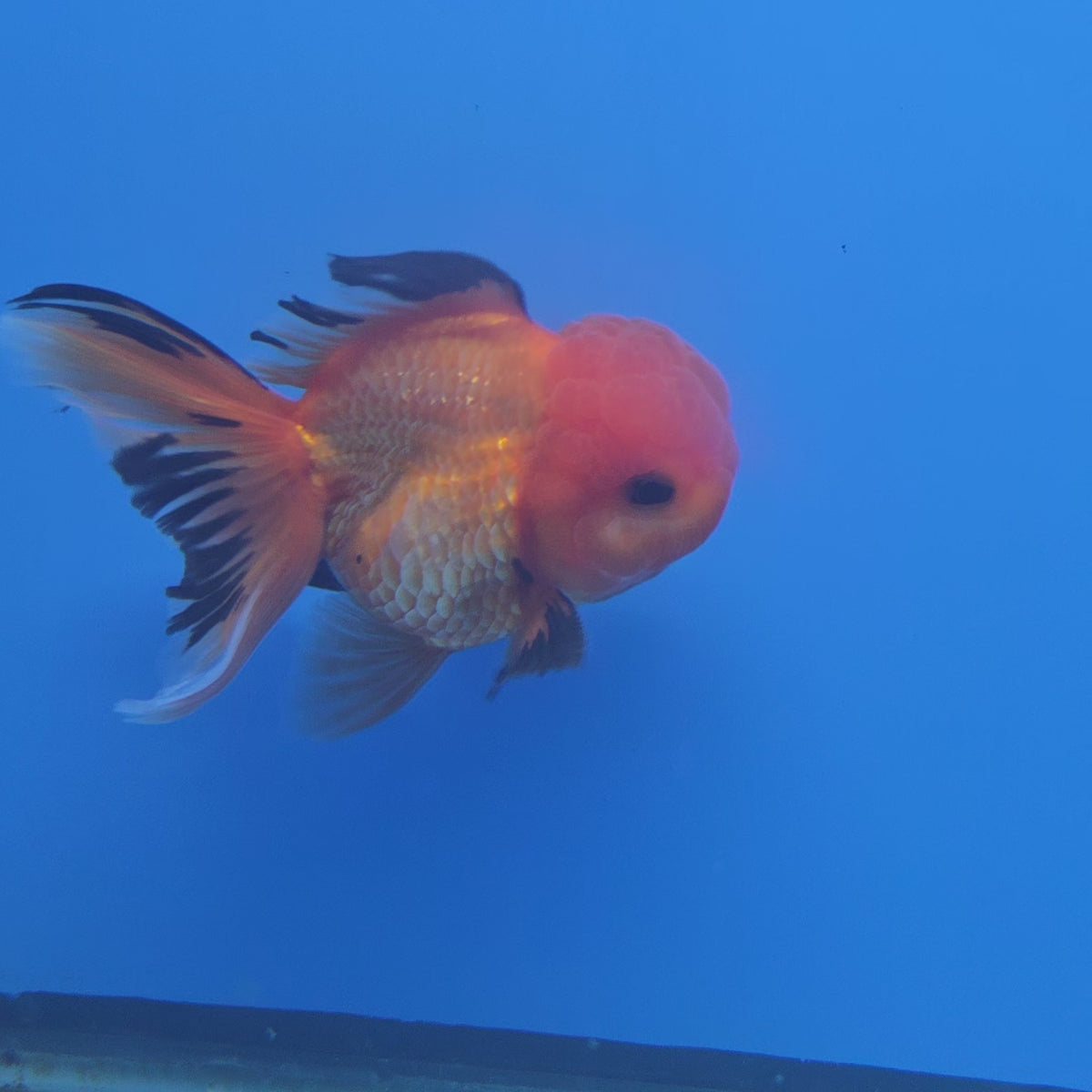 Thai Oranda Apache 3"inch Body Female(FEB-912)R3A09