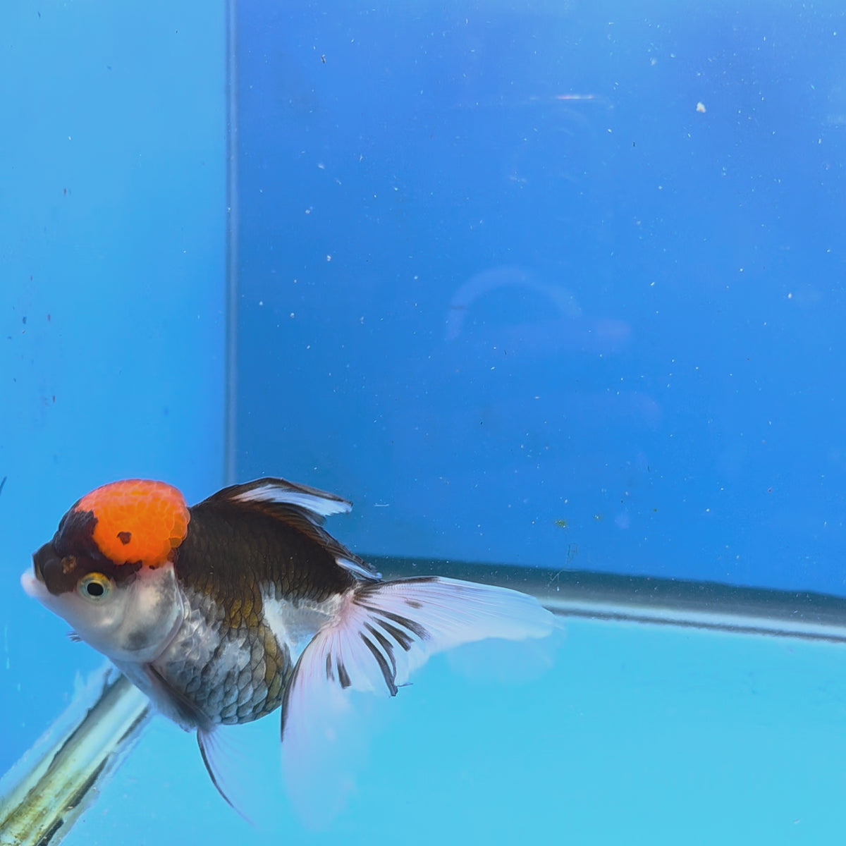 Thai Oranda Red Cap Panda 3.5" Body Female (FEB-883)R2B08