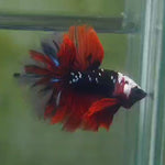 Live Male Betta Black Koi Galaxy Halfmoon (MKP-533) High quality What you see what you get!!