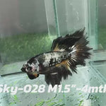 Live Male Betta Fancy Yellow Copper Halfmoon (Sky-028) High quality what you see what you get!!