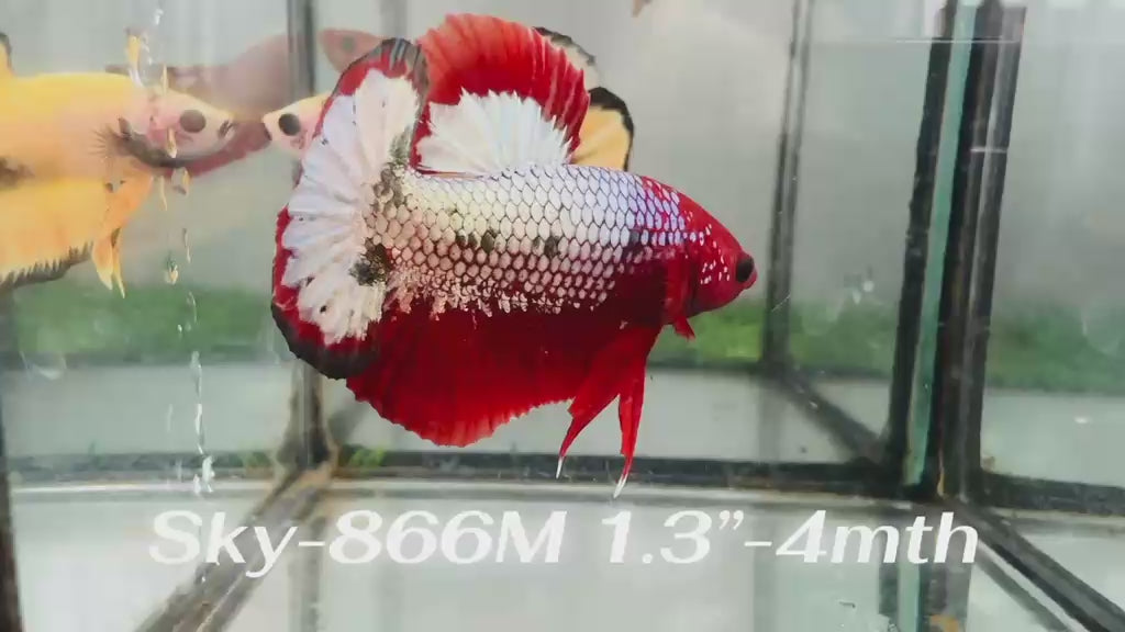 Live Male Betta Red Copper Hellboy Startail Plakat (Sky-866)CUP High quality What you see What you get!!