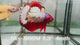 Live Male Betta Red Copper Hellboy Startail Plakat (Sky-866)CUP High quality What you see What you get!!