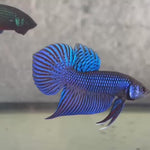 Live Male Betta Blue Mahachai Hybrid Wild Plakat (BID-189) High quality what you see what you get!!