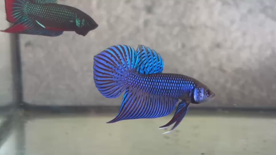 Live Male Betta Blue Mahachai Hybrid Wild Plakat (BID-189) S181 High quality what you see what you get!!