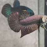 Live Male Betta Copper Alien Hybrid Wild Plakat (BID-139)S052 High quality what you see what you get!!