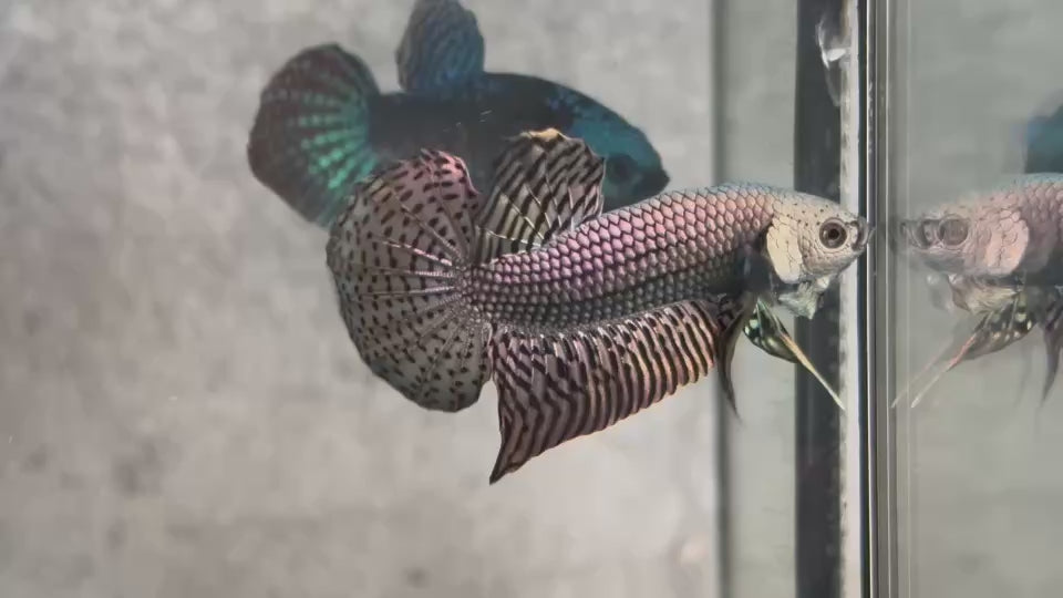 Live Male Betta Copper Alien Hybrid Wild Plakat (BID-139)S052 High quality what you see what you get!!