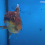 Thai Oranda Calico Yuanbao by SHOGUN 2.8” Body Male(CK-1590)R3B09