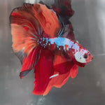 Live Male Betta Galaxy Nemo Over Halfmoon (TNK-A239) High quality What you see What you get!!