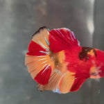 Live Male Betta Classic Nemo Koi Plakat (TNK-A265) High quality what you see what you get!!