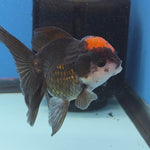 Thai Oranda Red Cap Black 3.5” Female(FEB-728)R1B07