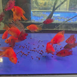 Live Freshwater Aquarium Red Balloon Jewel Cichlid(CHD-170)
