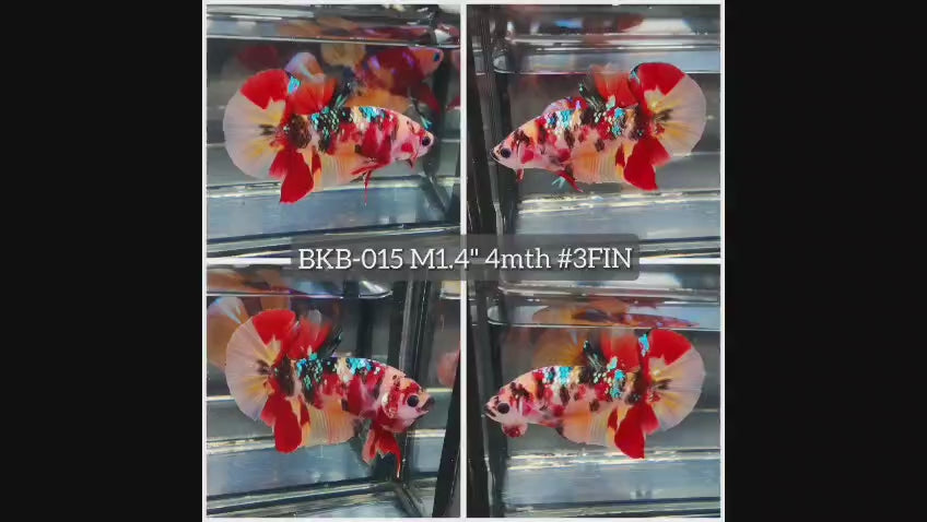 Live Male Betta Galaxy Nemo Plakat (BKB-015) High quality what you see what you get!!