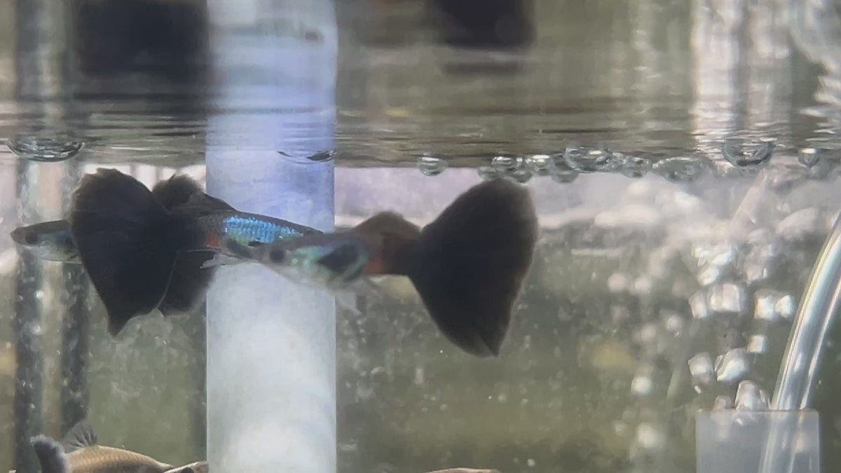 Live Fancy Guppy Fish Premium Quality Lazuri Big Black Tail (CGP-123)