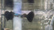 Live Fancy Guppy Fish Premium Quality Lazuri Big Black Tail (CGP-123)