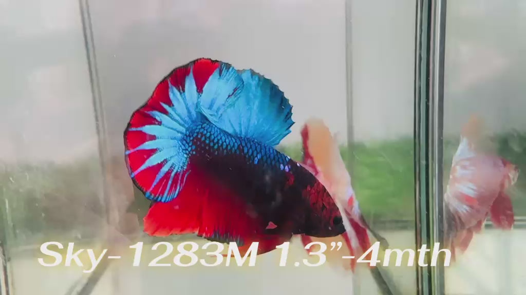 Live Male Betta Fancy Red Blue Startail Plakat (Sky-1283) High quality What you see What you get!!