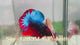 Live Male Betta Fancy Red Blue Startail Plakat (Sky-1283) High quality What you see What you get!!