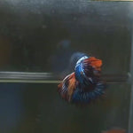 Live Male Betta Fancy marble over 3 colors Halfmoon (MKP-571) High quality what you see what you get!!