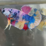 Live Male Betta Candy marble Sweet tone Plakat (TNK-837) R10A08 High quality what you see what you get!!
