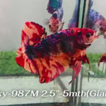 Live Male Betta Fancy Red Koi Giants Plakat (Sky-987) S044 High quality What you see What you get!!