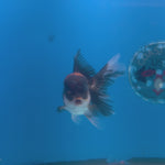 Thai Oranda Red Cap Panda 3.5” Female(FEB-708)R1A07