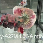 Live Male Betta Fancy Copper marble Plakat (Sky-427)High quality what you see what you get!!