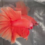 Live Male Betta Super Orange Solid color Over Halfmoon (TNK-A456) High quality What you see What you get!!